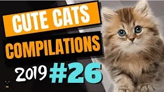 Cute Cats Compilation 2019 - Funny And Cute Cats - Cutest Cats Compilation 2019 #26