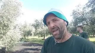 TeaMix Alive ( Parodia 2020 )