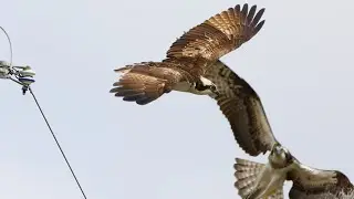 птицы / скопа иерархия🦅🦅🦅(1/23 2023)