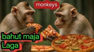 monkey ne burger kha rahi hai #monkeychip  #monkey 