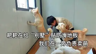 今天给&ldquo;别墅&rdquo;贴防滑地板，狗狗们在一旁负责卖萌，温馨的一幕