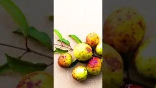 From the Amazon to Your Table: 5 Exciting Facts About Mangaba #facts #fruit #garden