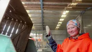 Potato Bin Tipper | Life In NZ | JassLourdz Tv