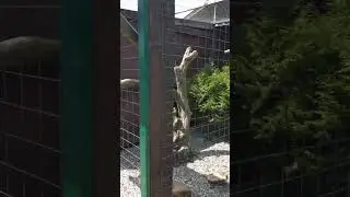 Cały Park Drapieżnych ptaków Feldberg 