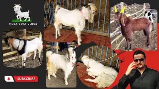 Pune Kausarbaugh, Bakra Mandi Day-1 update. #viral #pune #bakramandi