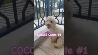 Coco the rescued maltipoo quotes 1 #maltipoo #anjing #anabul #rescuedog