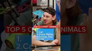 Top 5 cutest animals CHALLENGE #game #fun #animal #cute #challenge #dog #cat
