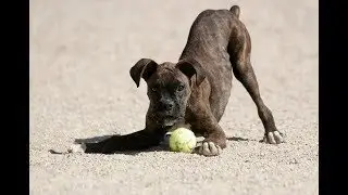 DOG BODY LANGUAGE- The Play Bow