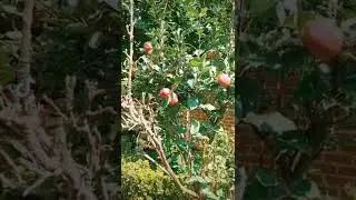 der Apfel 🍎 #learngerman #deutschlernen #aprendealem&aacute;n #deutsch #alem&aacute;n #german #nature #apple