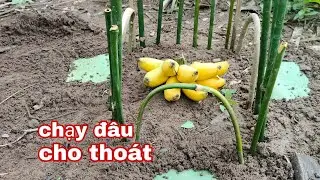 đặt bẫy chồn hương 1 tuần là dính đơn giản dễ làm