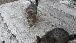 meet the curled tail cat