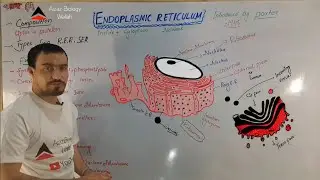 First year // F.sc //Endoplasmic reticulum full detail in urdu and Hindi by Azaz .