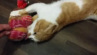 Cat Latches onto Favorite Loaf of Bread