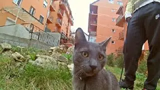 Hilarious Blue Russian First Time on Leash