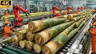 Inside the Giant Bamboo Shoot Factory &ndash; From Fresh Bamboo Shoots to Dried Bamboo Shoots