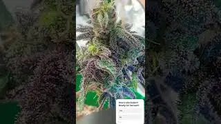 #gardening #foryou #foryoupage #fyp #growerscommunity #cannabiseducation #weedlovers #maryjane