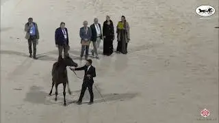 N196 TUWAIQ FARZAN - UBAYYAH International Festival 2022 - Yearling Colts (Class 7A)