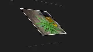 Brief Knowledge about Cbd Oils   - Hemprove
