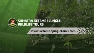 Sumatra Ketambe Jungle Wildlife Tours