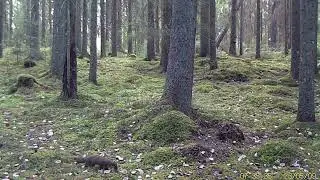 Viltkamera / M&aring;rd