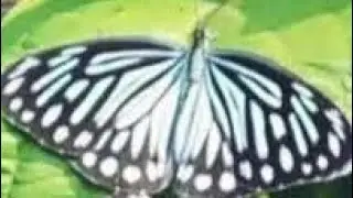 നാടോടി (ചിത്രശലഭം) Pareronia hippia ( Indian Wanderer) & Papilio polytes romulus