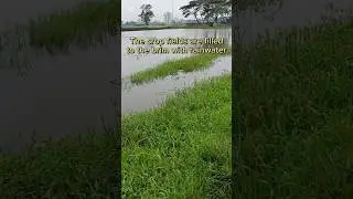 The crop fields are filled to the brim with rain water. #shorts #foryou #ytshorts #trending #viral