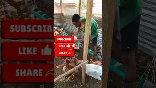 A Normal Day on My Poultry Farm