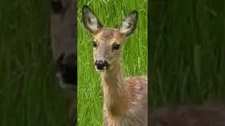 Barking Deer Sound