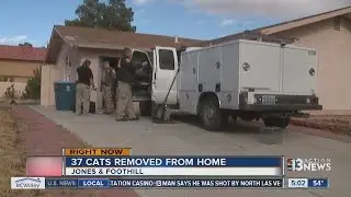 37 cats removed from Las Vegas home