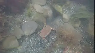 Edible Crab burrowing at Kimmeridge Bay, Dorset, June 2019