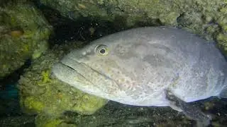 A Grey Nurse Shark, Listening Post & Big Cod in the Cave - Dive Wobby Rock, Sunshine Coast QLD