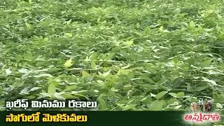 Kharif Black Gram Cultivation | ఖరీఫ్‌ మినుము సాగు