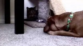 Puppy Terror Preview