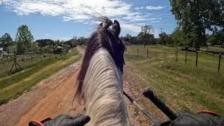Gaited Horse Training - Spotted Saddle Horse -Mister