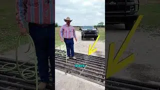 The gridded cattle pen is a genius invention