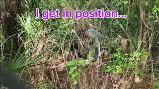 Collecting a Northern Cassowary Egg!