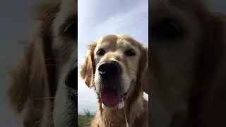 A close up of the face of an old Golden Retriever - Retriever dog face tongue