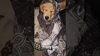 Subscribe for more fun #goldenretreiver #happy #pets #funny #vital#cutedog