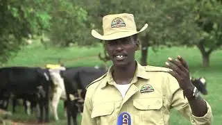 Uganda's Anti-Tick Vaccine