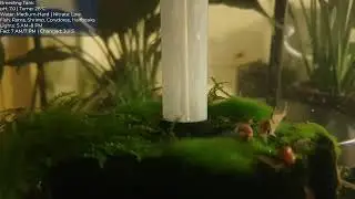 Live Aquariums: Breeding, Baby Fish, Moray Eel, Discus, Shrimp, Other Fish