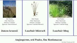 Angiosperms, ord Poales, fine Restionaceae luachair Gi&uacute;nach quadratus ga. Buafluachair Coigeal m&oacute;r
