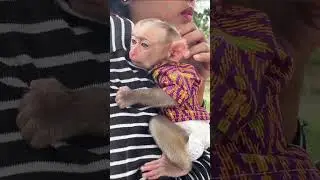 Baby Monkey Finds Peace Only with Mom #shorts #babymonkey #katorn #toto