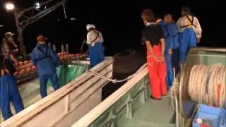由比桜えび漁 Lucensosergia lucens, Sakura Shrimp fishery at Yui Japan