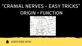 Cranial Nerves &ndash; Origin & Functions | Easy Tricks | HAP-1 Anatomy | B.Pharmacy