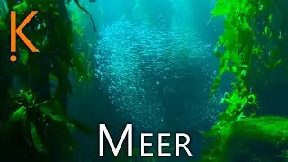 Meer 🌊 - 10 Fakten über die Ozeane der Erde
