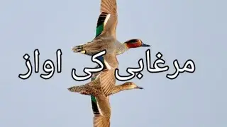Teal Duck Ke Awaz | Duck Call For Hunting |