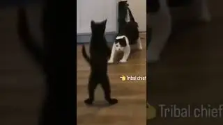 cat fight video upload #cat #fighting#viral #shorts