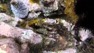 Plongée anse noire
