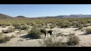 Higgins Gundogs, 6 Mo. Old Pudelpointer, Learning Steadiness Leads to Success
