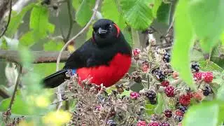Anisognathus Igniventris | Scarlet-bellied Mountain Tanager | Clarinero